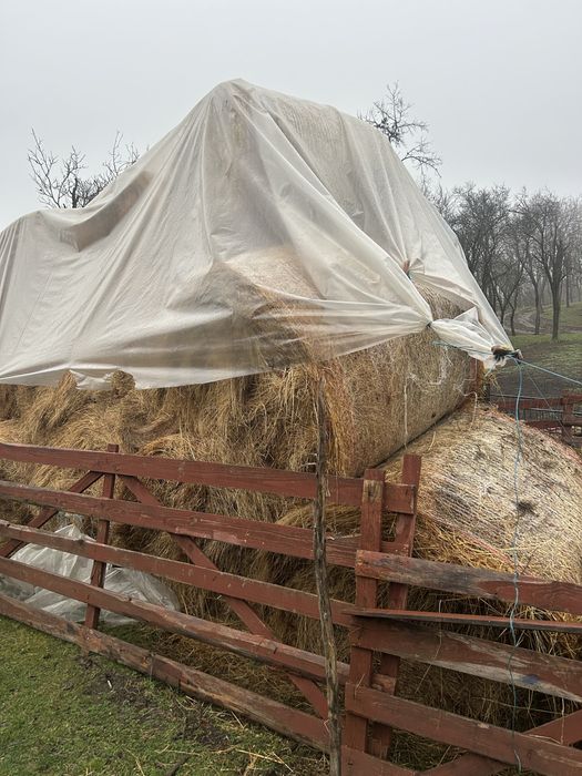 Baloți mari de fîn 160/120