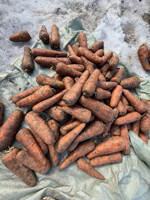 Продам морковь 160 тенге Каскад