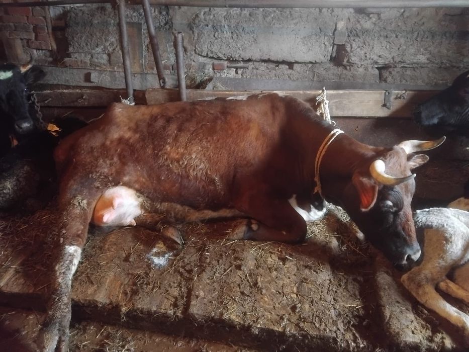 Продам крупно рогатый скот ( коров)