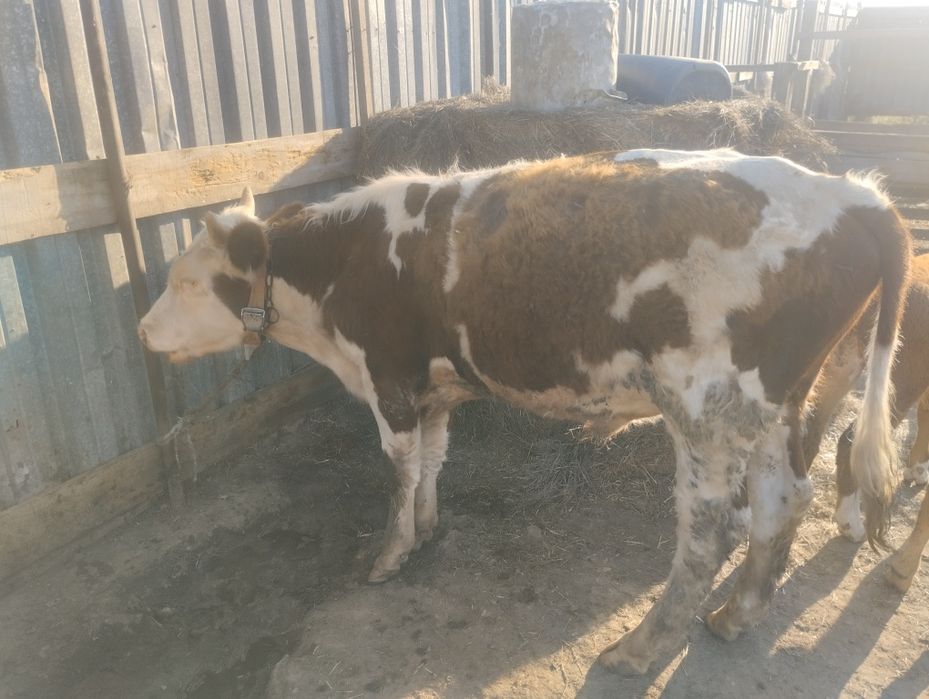 Продам бычки годавалые