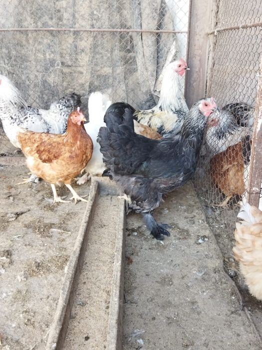 Продам куры домашние