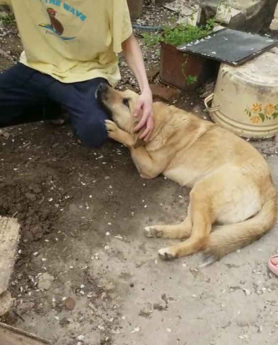 Отдадим даром домашнюю собаку