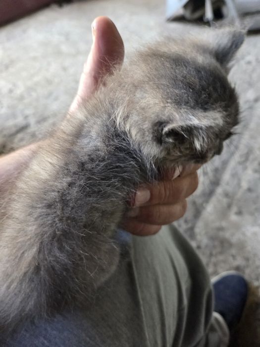 Бесплатно котёнок