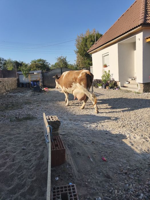 Vacă cu vițea de vânzare