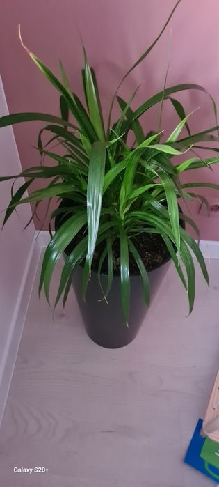 Панданус в высоком кашпо
