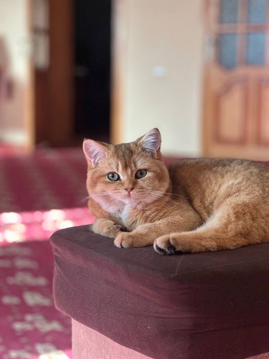 Viyazkaga go’zal mushuklarni taklif qilamiz !