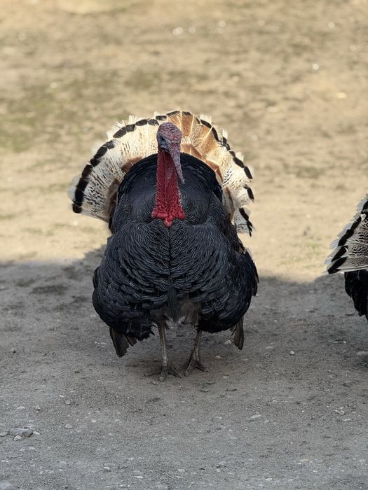 Vand curcan  de casa