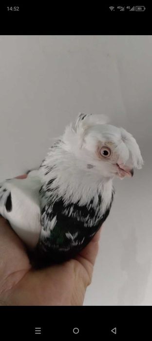 Голуби голуби голуби