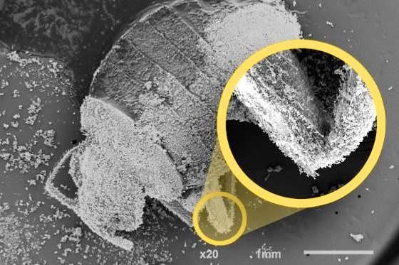 Инсектицидный порошок GEKTOR против постелных клопов