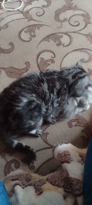 Вязка Шотландец приглашает