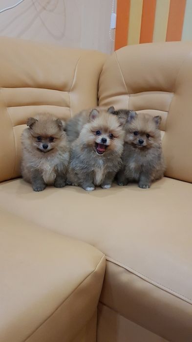 Померан померанчета Гр София снимки от днес 05.12.2025г