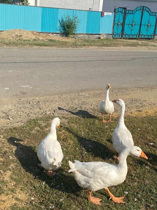 Продам Гусей 3х месячных