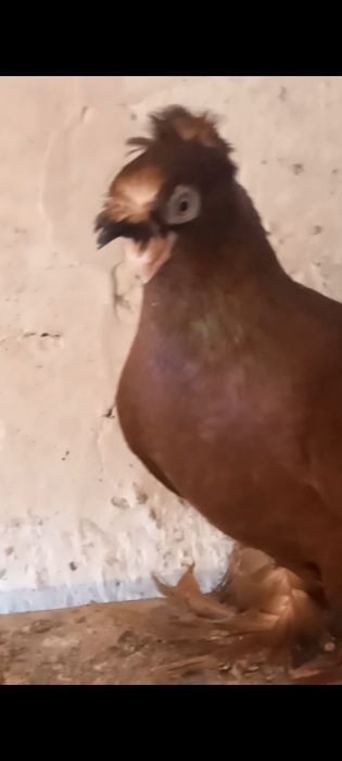 Голуби самцы ...