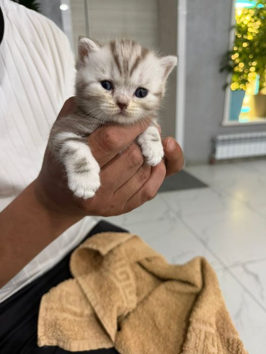Британские котята