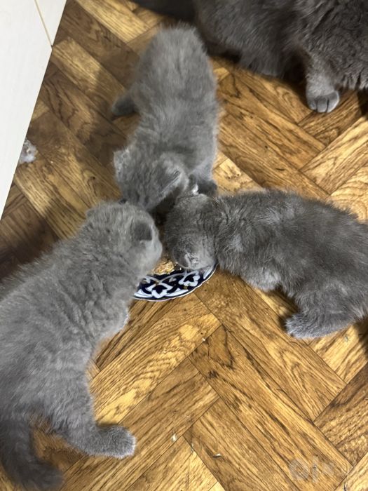 Котята скотиш фолд