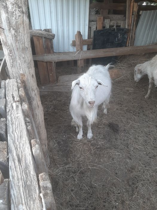 Продам коз беспродных