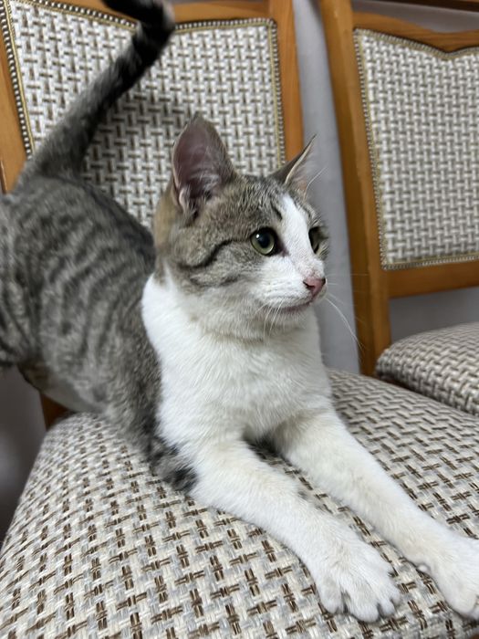 Отдам в добрые руки