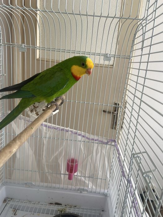 Продавам мъжки папагал Барабанди