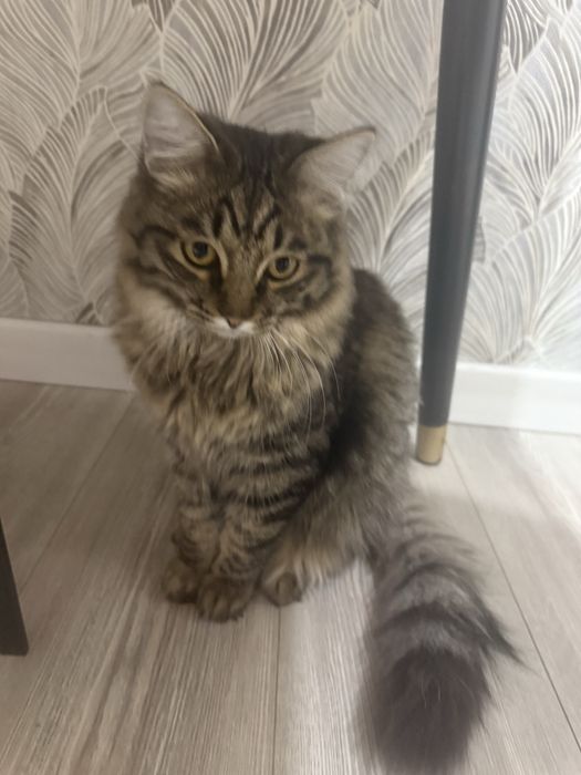 Кот Мейн Кун 8 месяцев