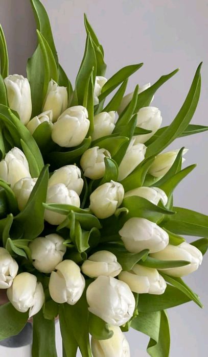 Тюльпаны из Голландии ОПТОМ