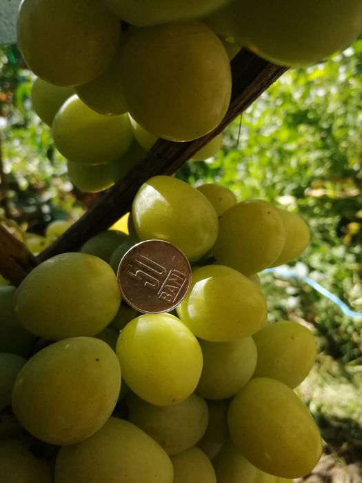 Vita de vie anul 3 soiuri de masa