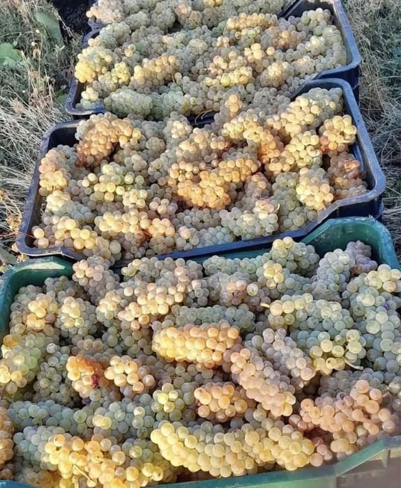 Vand struguri de vin