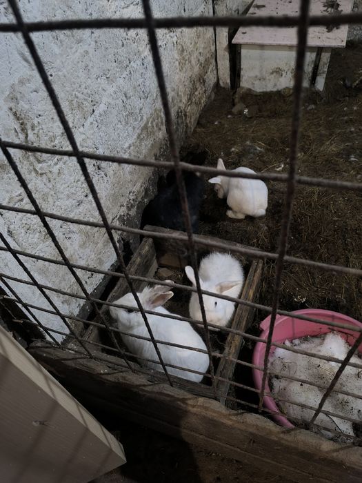 Продам Кроликов  девочки