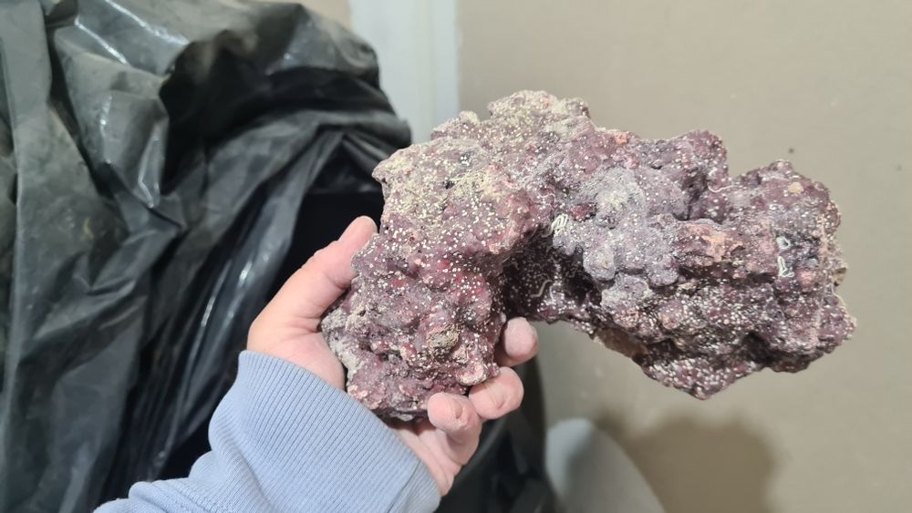 Piatra (Roca) marina Caribsea