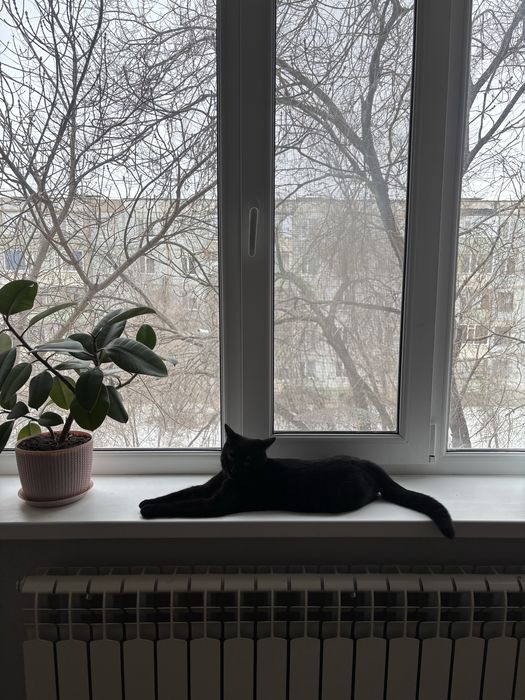 Одам даром в добрые руки