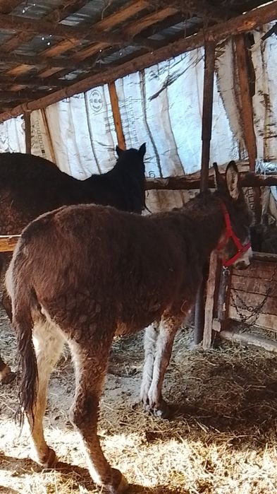 Doua magarite la pereche