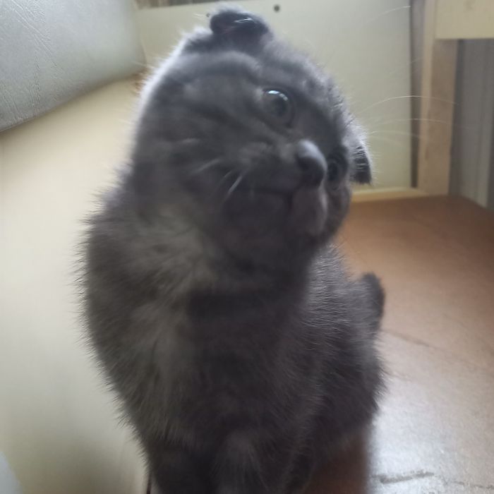 Вислоухий британец 1,5 мес мальчик