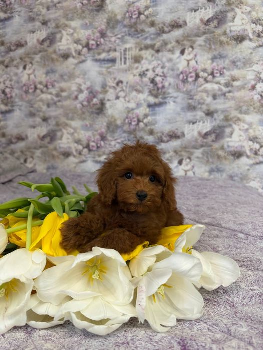 Мальтипу мини мальчик Ред браун