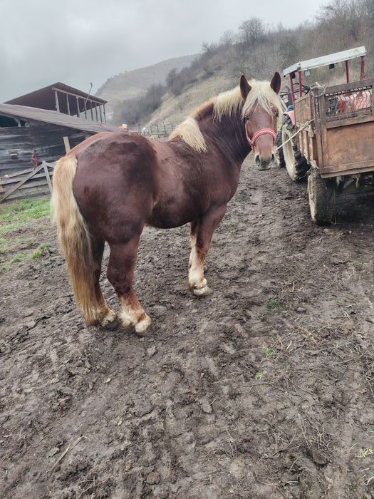 Mânz de 2,5 ani de vânzare