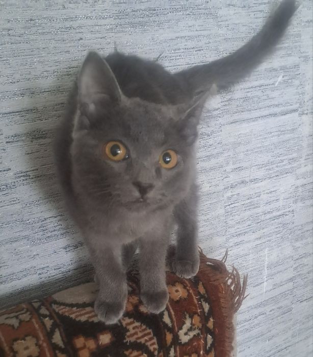 Отдам котёнка в хорошие руки