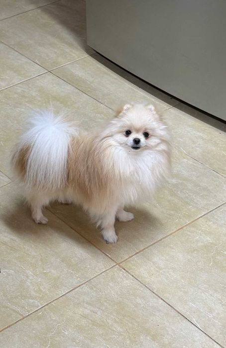 Pomeranian - Mascul
