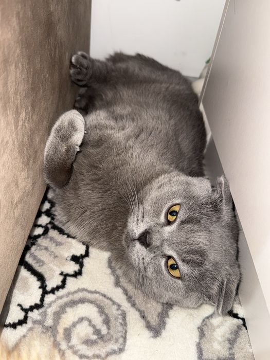 Вязка Шатланец 2 йош