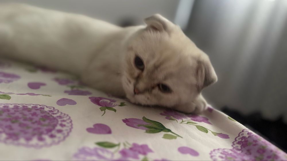 шотландская вислоухая кошечка