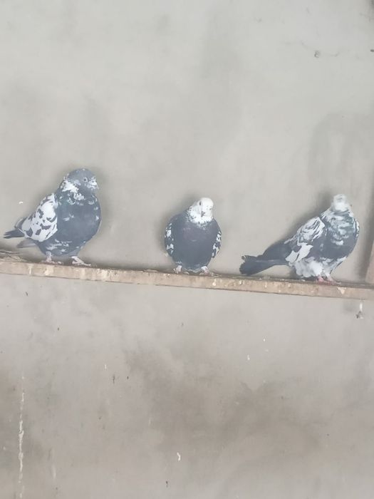 Продам голубей..