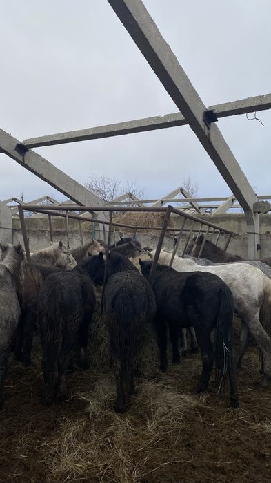 Продам Базу для откорм