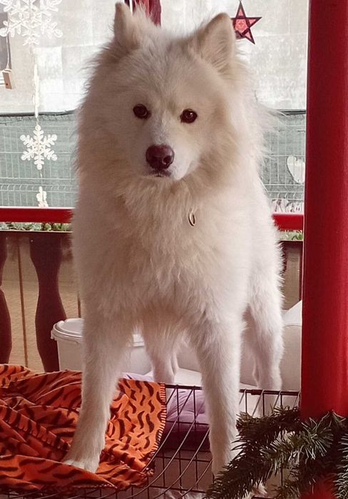 Mascul Samoyed Campion de România