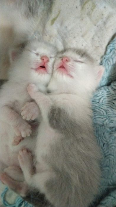 Котики отдам даром