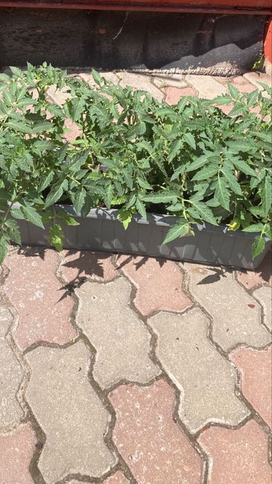 Продам рассаду помидор сорт солоха 150 тг корень