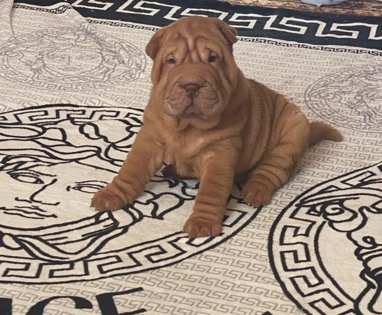 Продажа щенков шарпея