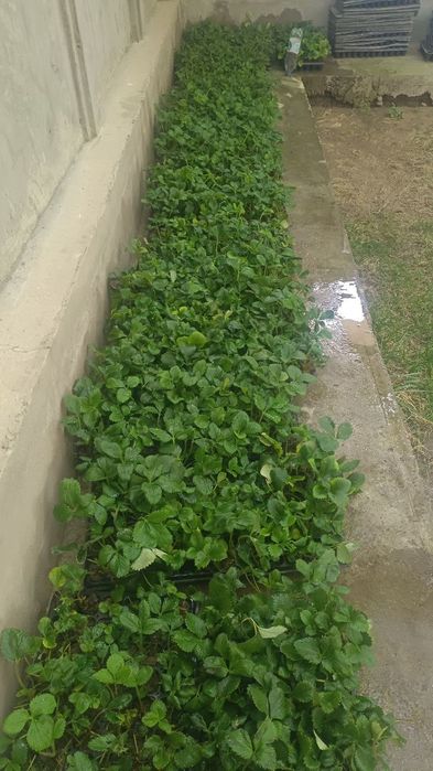 кулпиной клубника