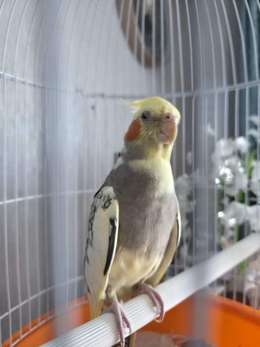 Продам самку кореллу