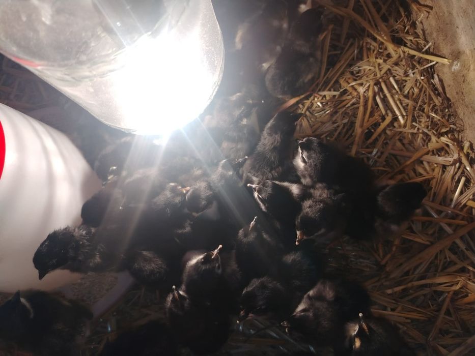 Vând pui Australorp
