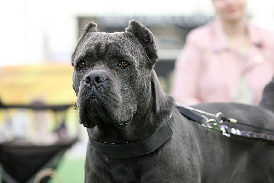 Щенки Кане-корсо