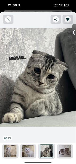 Отдам кота Скотиш страйд 4 месяца