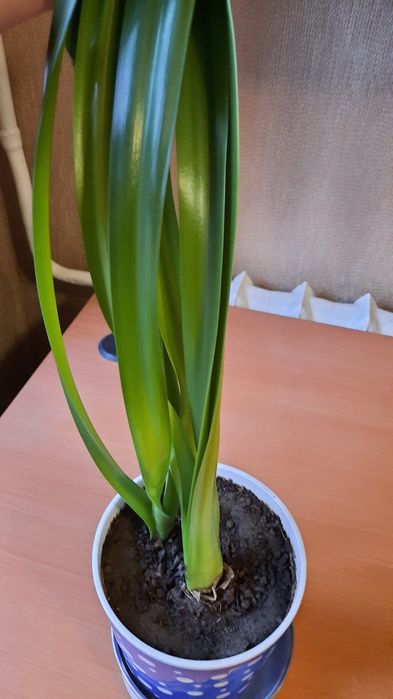 Комнатные  цветы  неприхотливые