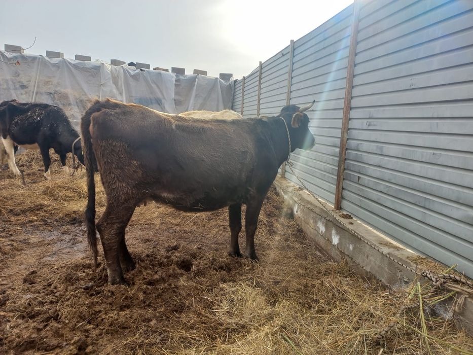 Продам 2 карова  по 700,000